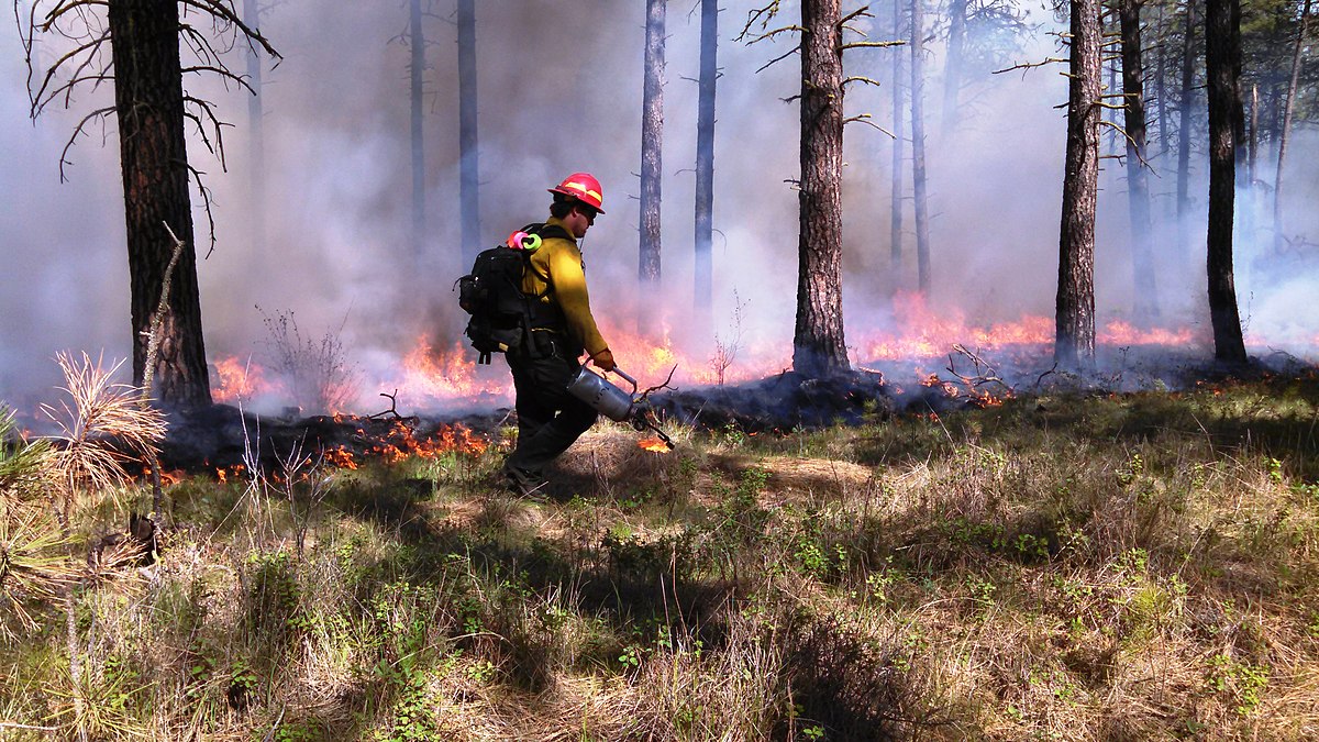 Firefighter in a forest with controlled burns