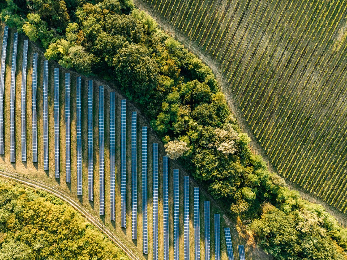 Aerial view of solar panels and vineyards in a green landscape