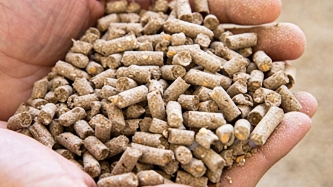 Hand holding a handful of small, cylindrical brown pellets.