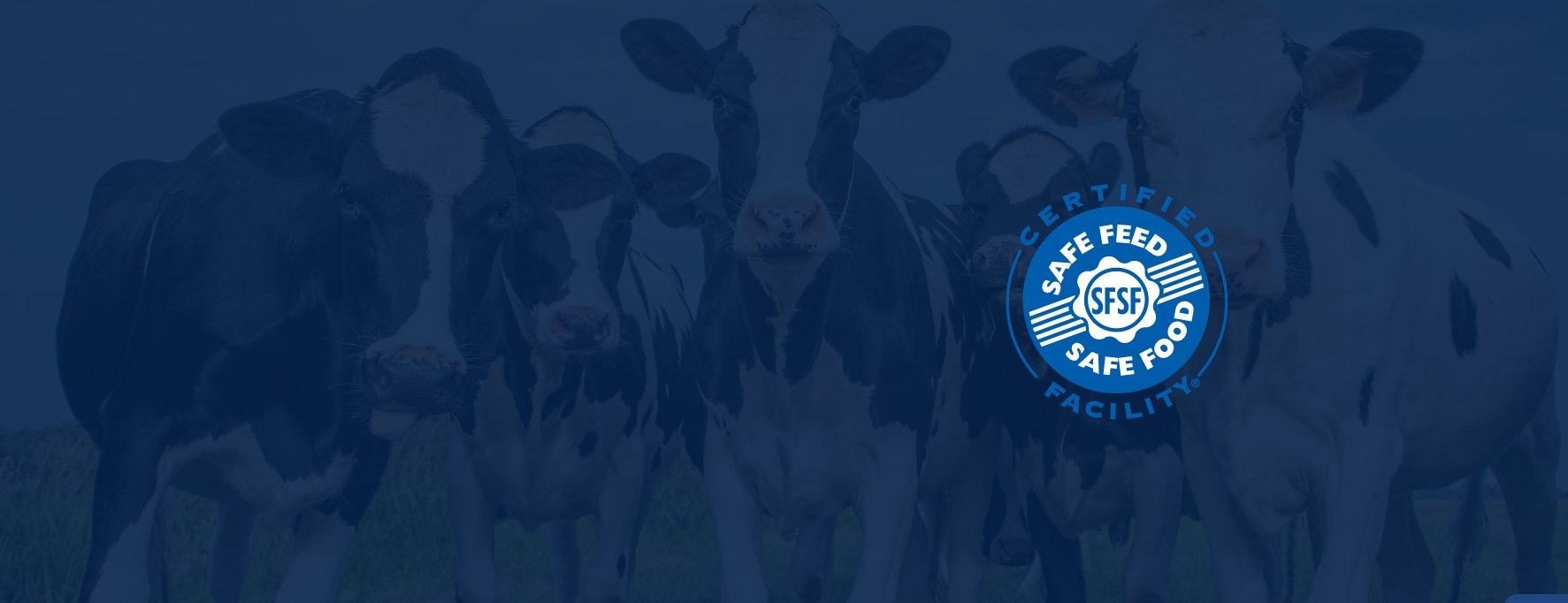 Cows in a field with a blue overlay and a certification logo in the center.