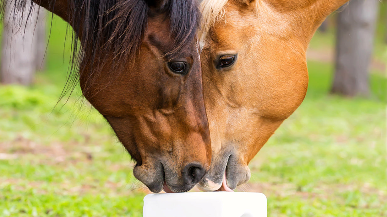 Two horses sniffing each other in a grassy field