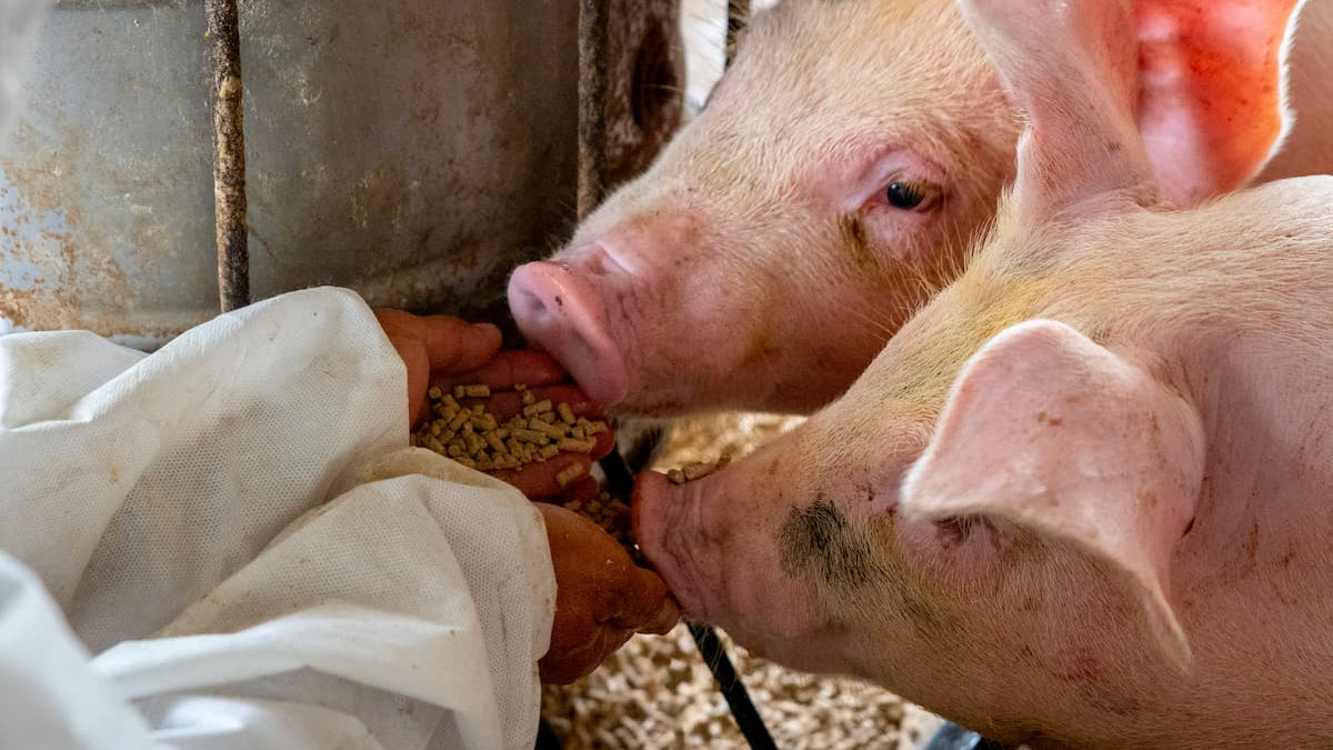 Two pigs eating from a person's hand in a barn setting