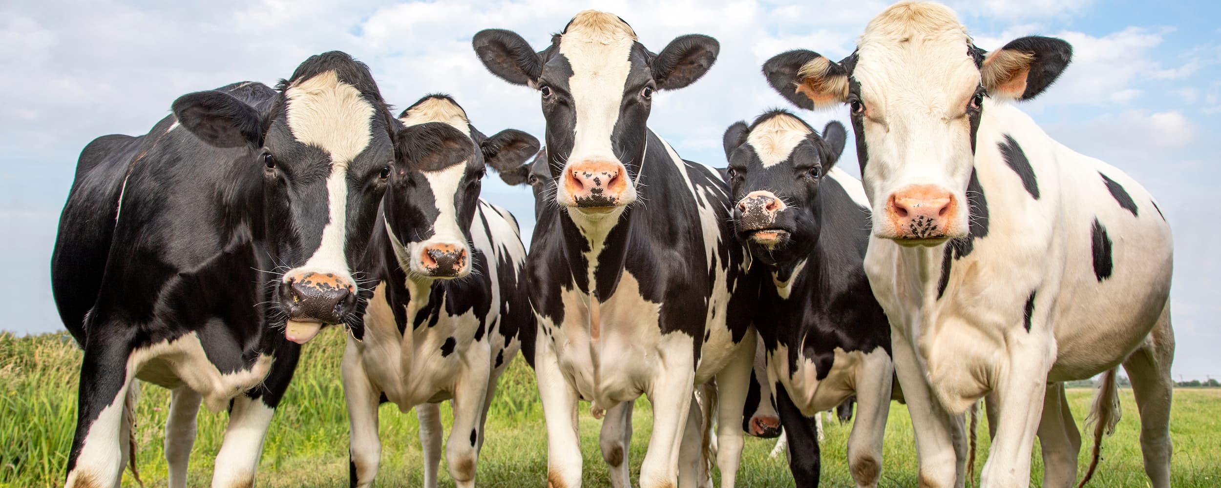 Group of black and white cows standing in a grassy field with a blue sky.