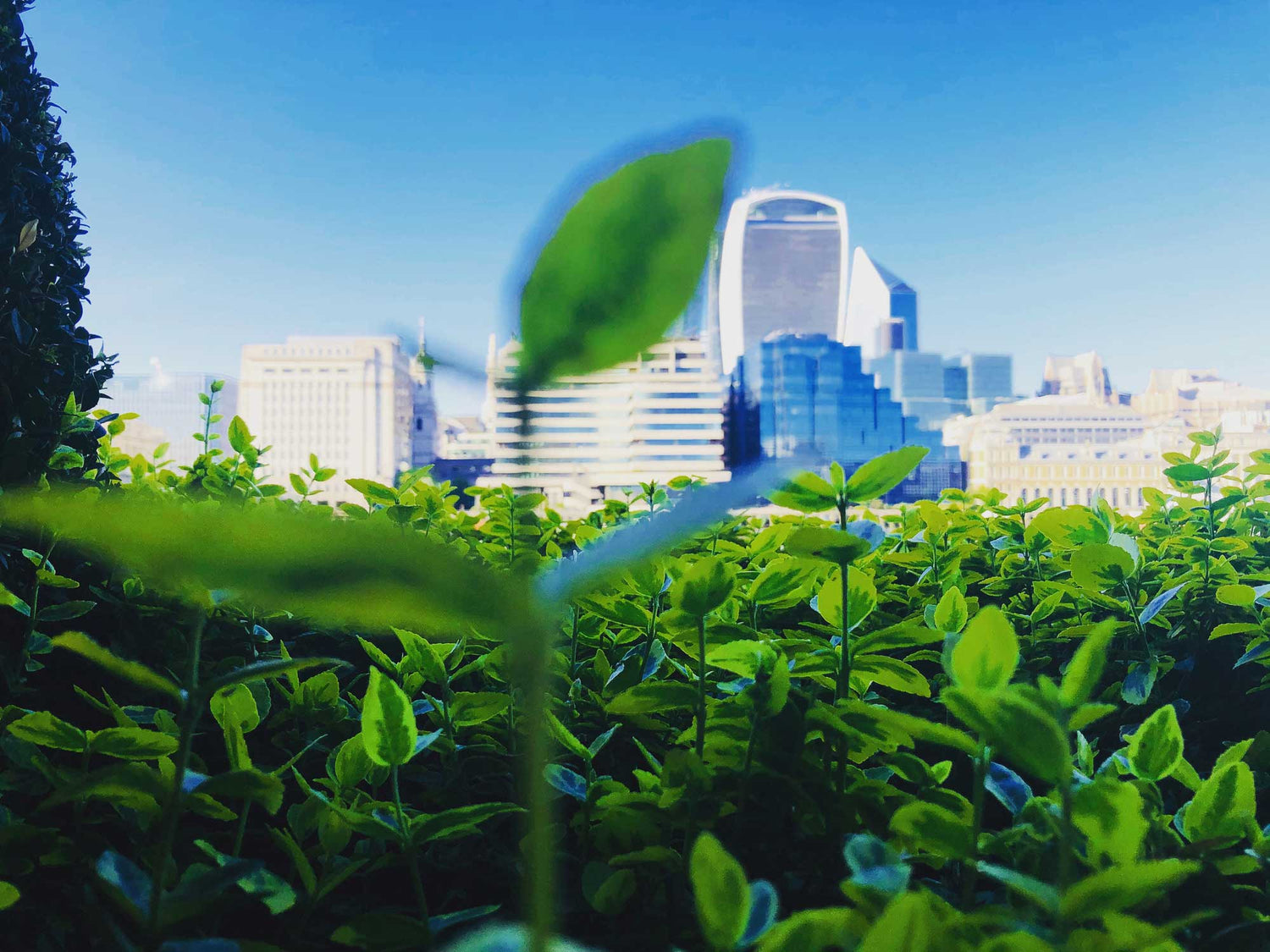 City skyline with modern buildings through green foliage