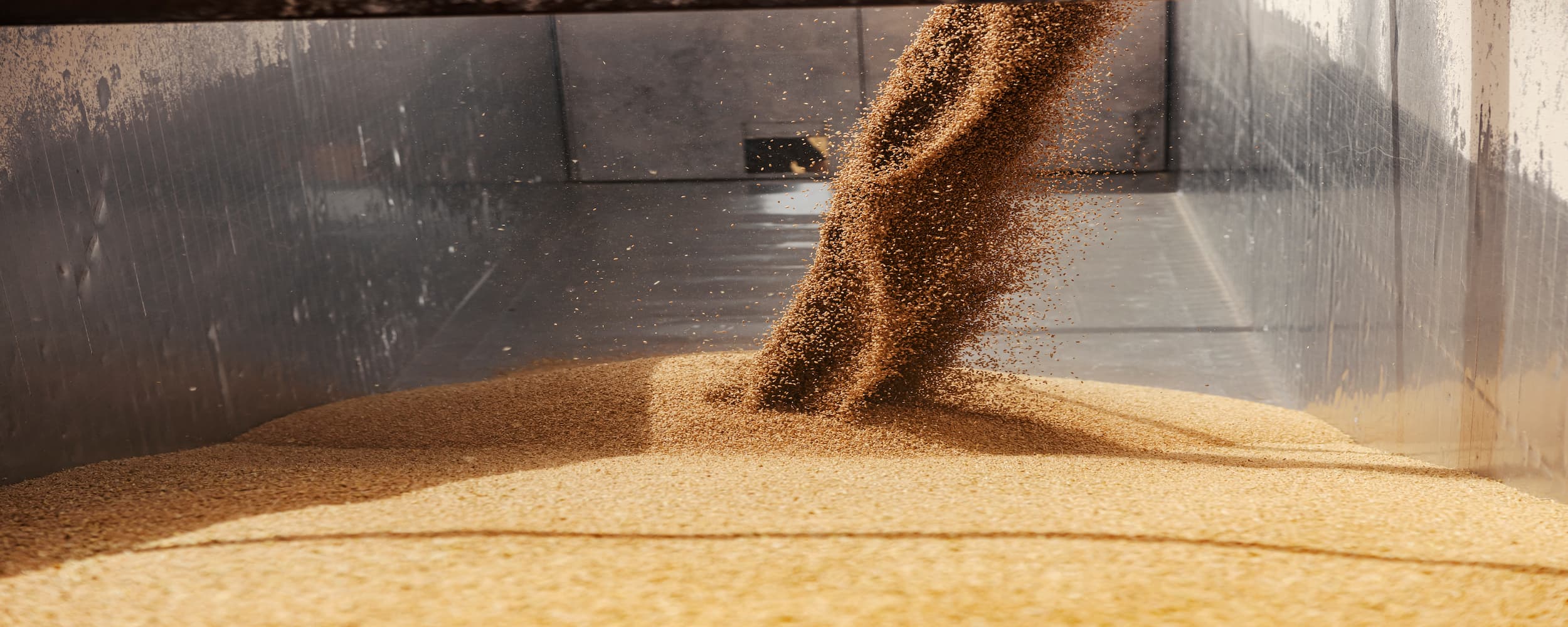 Grain being poured from a truck bed onto a field