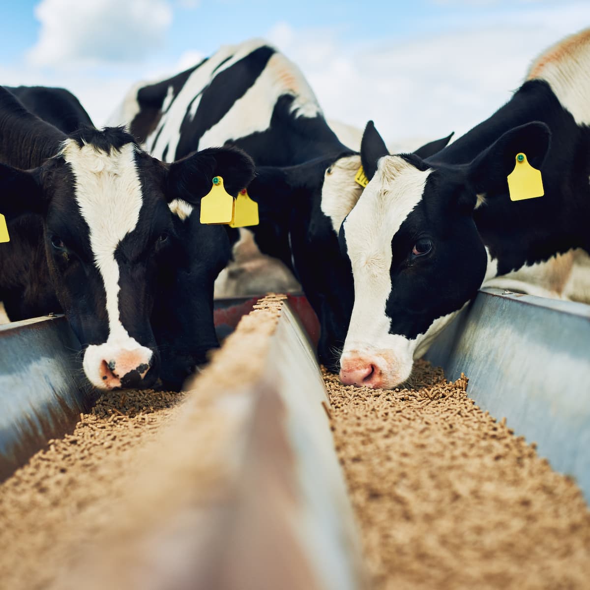 Cows eating from a metal trough on a farm